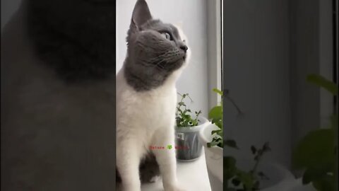 प्यारी मासूम बिल्ली😍Cute Innocent Cat👈