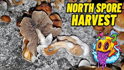 How To Harvest, Dry, & Clone Mushrooms | Boomr Kit EP7