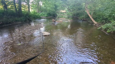 Otto Enjoys the Creek