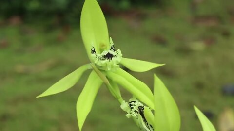 Coelogyne pandurata