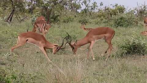 Impala Rams Fighting Copyright Free Animal Videos