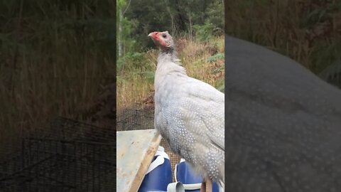 Beautiful lavender guinea fowl keet