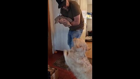 Golden Retriever meeting our baby for the first time