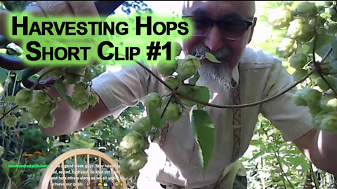 Harvesting Hops, Short Clip #1 [ASMR, Clicking Sounds, Chill, Relaxing, Patio Gardening]