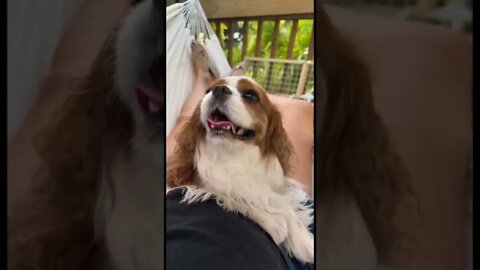 #shorts #floridalife #cavaliers in hammocks #sway