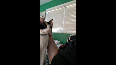 cat getting pets