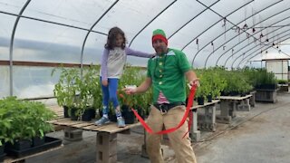 Tomato plants