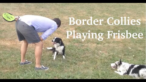 Border Collies Playing Frisbee