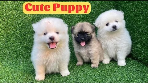 Dog Videos Cutte Puppy Compilation 2023