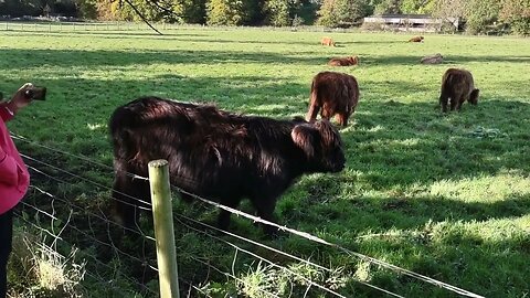 Highland Cows. Pollok Country Park near Glasgow, Scotland.