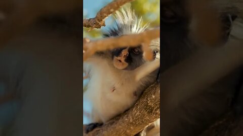 TRANSFORMING AT IT'S BEST♥️♥️🔥😰😰🔥👍 #animals #monkey #short #cutemonkey