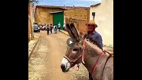 This friendly donkey sees pictures of other donkeys on the wall, pauses to make friends with them.