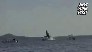 Boat hits whale, whale hits back