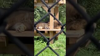 A couple lions sleeping together