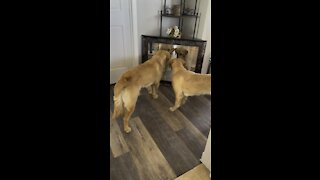 Golden retrievers looking in the mirror.