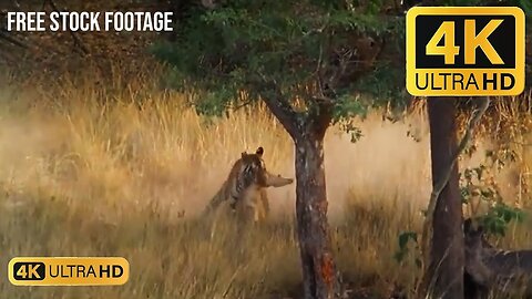 #tiger hunt deer -- Free Stock Footage -- Free Download