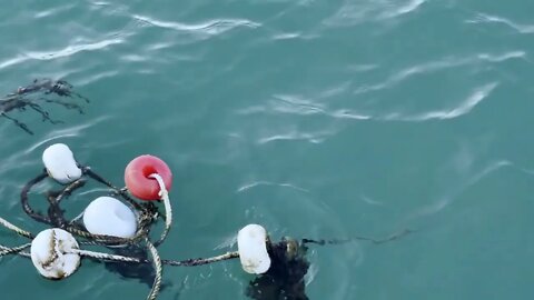 Fishing Nets In The Sea Water