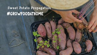 Propagating Sweet Potatoes at Urban Abundance!