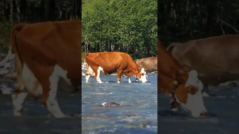 Cow crosses the river