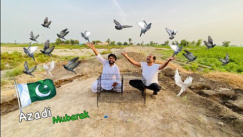 Happy Independence day | Relase Pigeons on Independence day