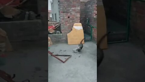 Cats amazing fight 🤣