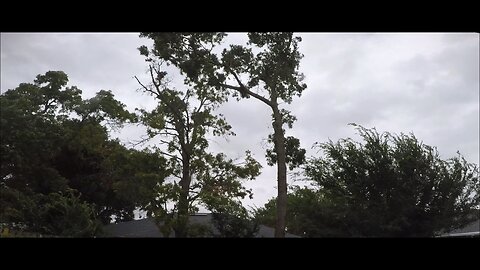 Blasian Babies DaDa Blessed To Chop Overhanging Branch Off Neighbor's Tree Before Hurricane Helene!