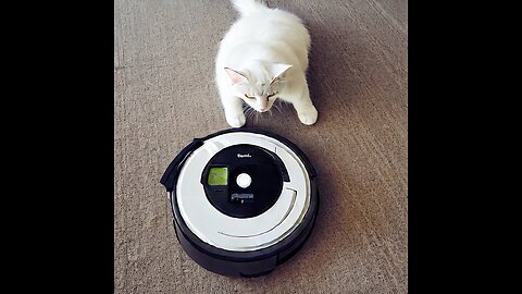 Cat on Roomba