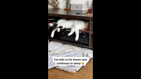 Cat's dreaming