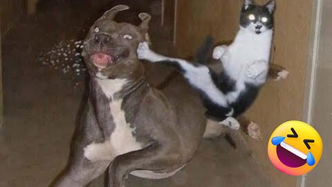 Hilarious Cats and Dogs that Will Make You Laugh Out Loud 2023! 😅😁