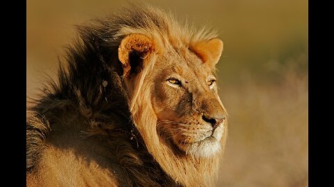 Brief Infos : some mind blowing facts about lions