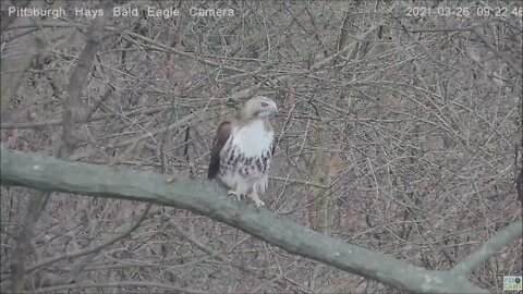 Hays Eagles Red Tail Hawk visits above woods limb 32521 921AM