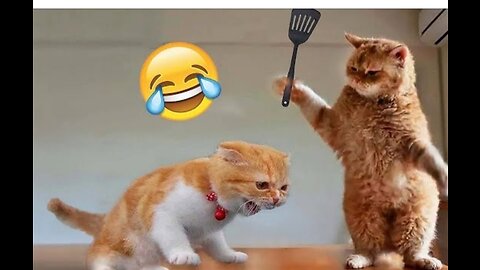 Funny video cute cat|entertainment video|cut dog and cat funny video|Jok with cat and dog