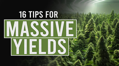 16 tips for Bigger Cannabis Yields!