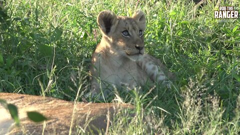 Daughters Of The Mapogo Lions - Rebuilding The Othawa Pride - 151: Cubs In The Grass