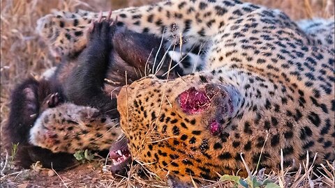 Honey Badger Tries Escaping Leopard's Grip