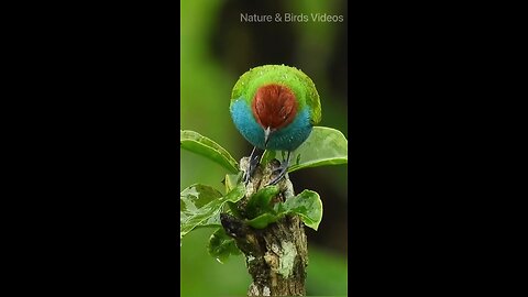 natural bird videos please like share and comment