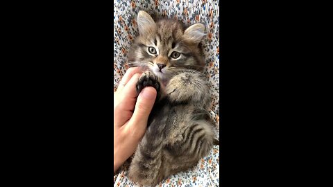 cat,cutest cat,baby cat,cat baby,cute baby cat,cat video,