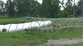 Local farmers combating heavy rain