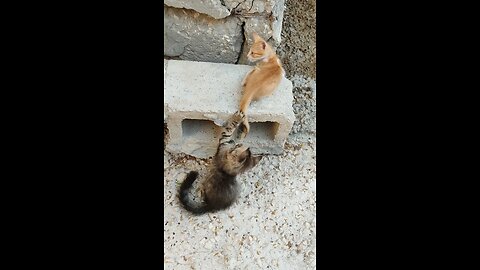 cats playing with each other