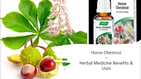 Horse Chestnut - Herbal Medicine Benefits