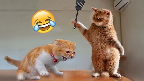 Cats Are So Funny Watch This 🤣🤣