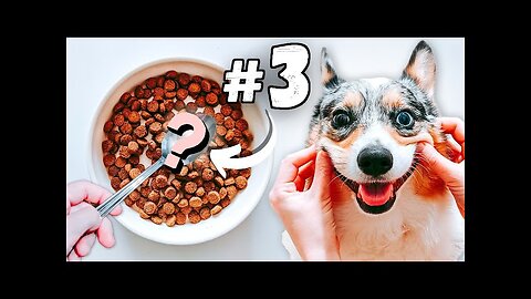 5 Tips To Improve Your Dog’s Diet Today