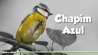 Canto de Pássaros - CHAPIM AZUL [Eurasian Blue Tit]