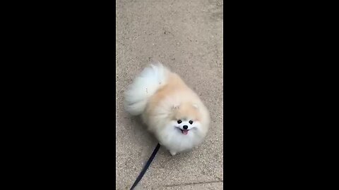 puppy dance