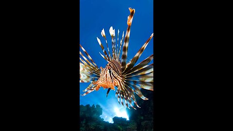 Lionfish | Beautiful But Deadly