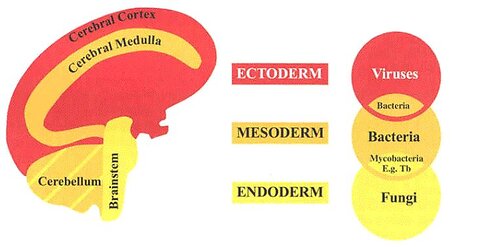 German New Medicine [Presentation and Discussion by Theleon]