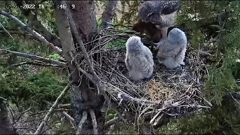 Ellis Farm-Mom Returns With a Rabbit 🦉 5/26/22 21:46