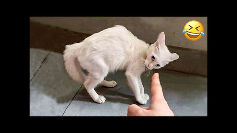 Cat 🐈 funny video full 🤣 Entertainment Don't Try Laughing 🤣