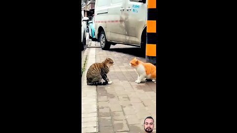 Cats in a fight, a panicked cat screaming. Cute cat moments.