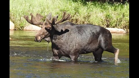 FRIDAY FUN - A MASSIVE - "FREAKISHLY HUGE" MOOSE HAS BEEN SPOTTED IN WYOMING